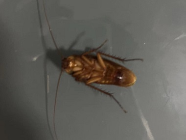 富湾病媒生物防治站预防蟑螂的简单方法