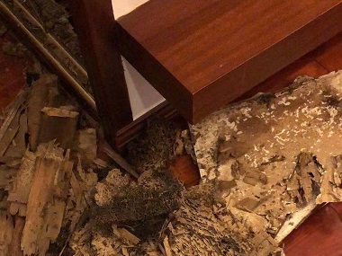 杨梅白蚁预防公司家里发现白蚁，该怎样处置？
