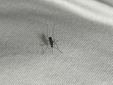 高明蚊虫消杀公司夏季家里有蚊子怎么办
