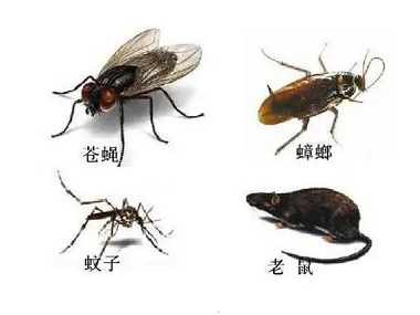 高明控制有害生物站蟑螂、老鼠、蚊蝇会出现在哪些地方
