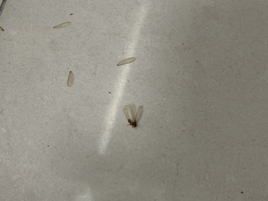 荷城白蚁预防所飞白蚁具体长什么样？（快速辨别）