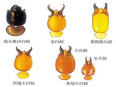 富湾杀灭白蚁中心佛山白蚁及飞蚂蚁、大水蚁治理方法